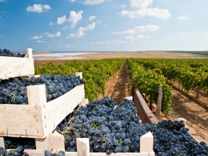 Полномочия по выдаче лицензий на производство вина на Кубани просят передать региону
