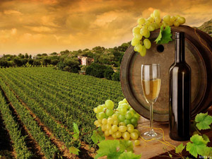 Госдумой был принят проект закона о развитии виноградарства и виноделия