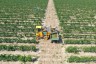 Агрофирма «Южная» приступила к уборке урожая винограда