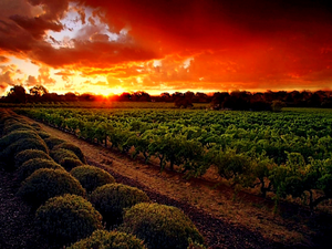Виноделами Кубани будет выпущено в этом году около 17 млн. декалитров вина