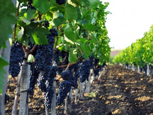 420 млн рублей в 2018 году выделено из краевого бюджета на поддержку виноградарей на Кубани